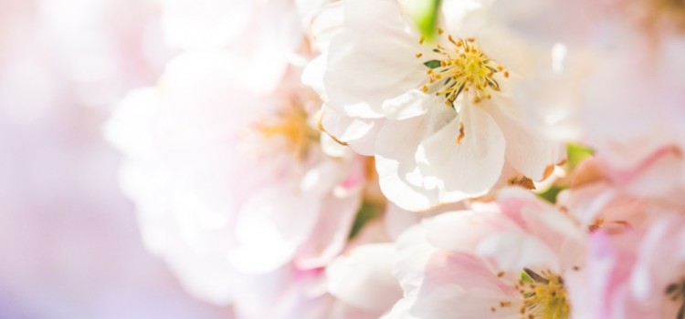 Il significato dei fiori nelle culture Il significato dei fiori nelle culture